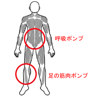 下肢静脈瘤悪化予防：運動編