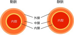 静脈が拡張する理由