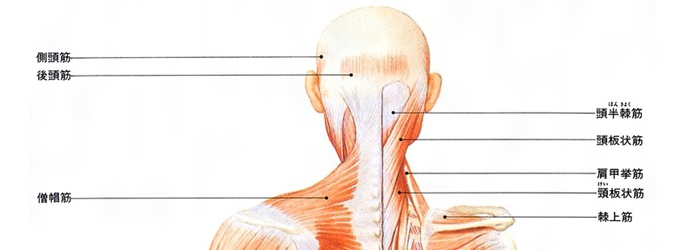 肩周辺の筋肉