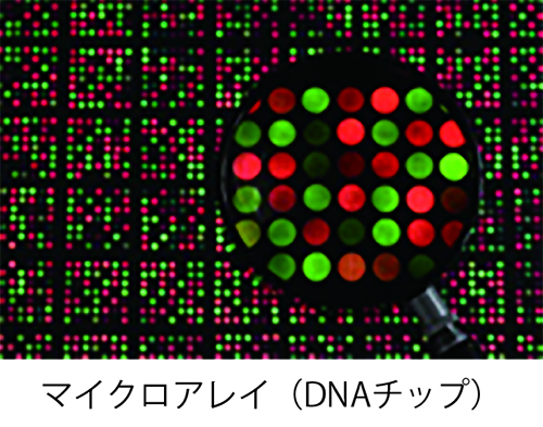 マイクロアレイ