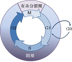 細胞周期