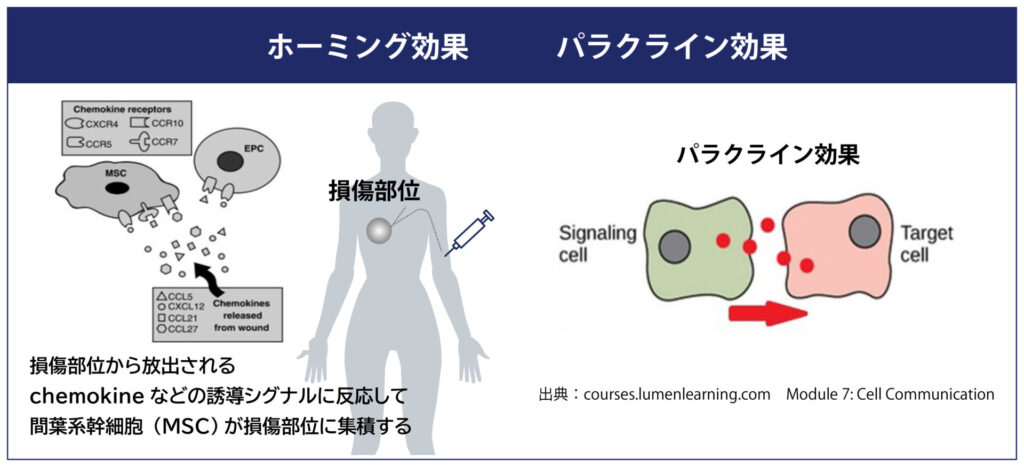 幹細胞が患部に集まるホーミング効果と、周囲の細胞を修復するパラクライン効果の仕組み図