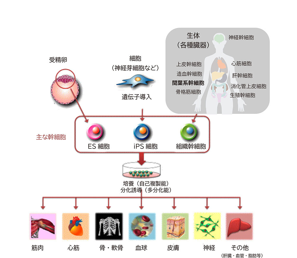 幹細胞の種類 多能性幹細胞（iPS細胞・ES細胞）と組織幹細胞（間葉系幹細胞 他）